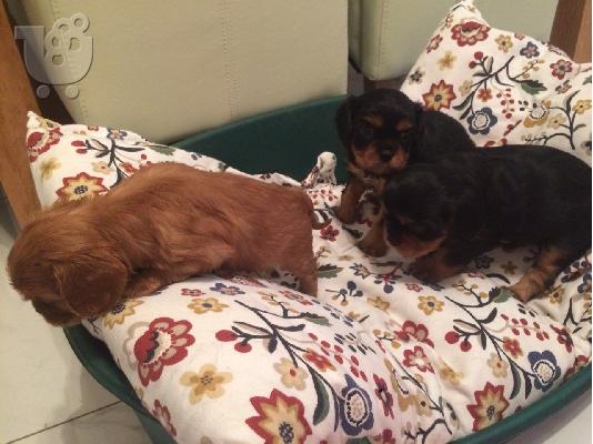 Κουτάβια Cavalier King Charles Spaniel.